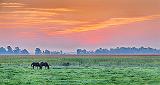 Equine Pals At Sunrise_46020-2